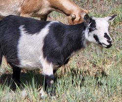 Registered Nigerian Dwarf goats for sale in Colorado